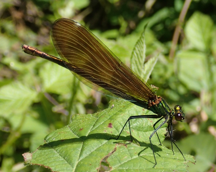 Calopteryx splendens